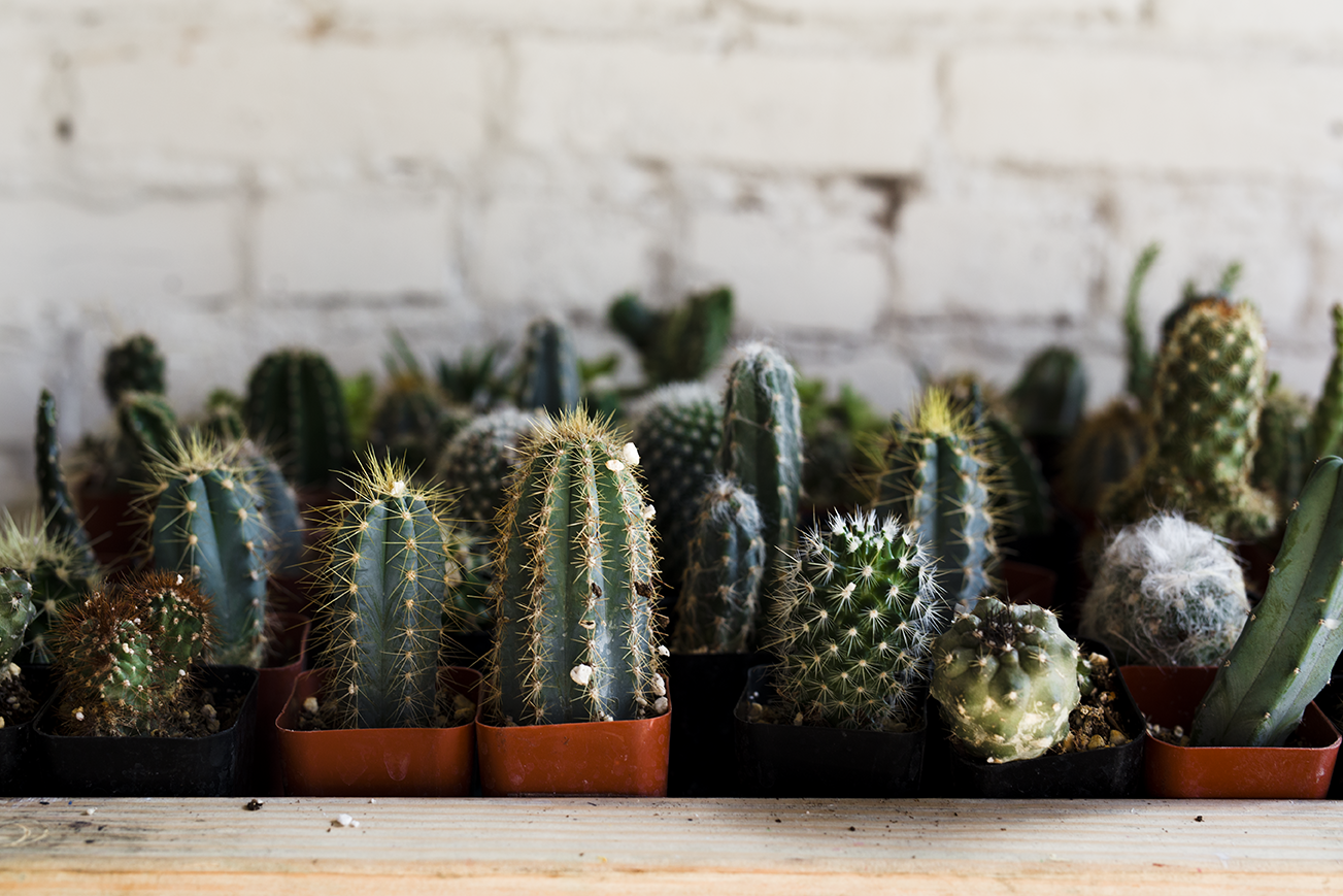 succulent1.png